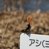 こんにちわ