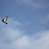 IN THE SKY