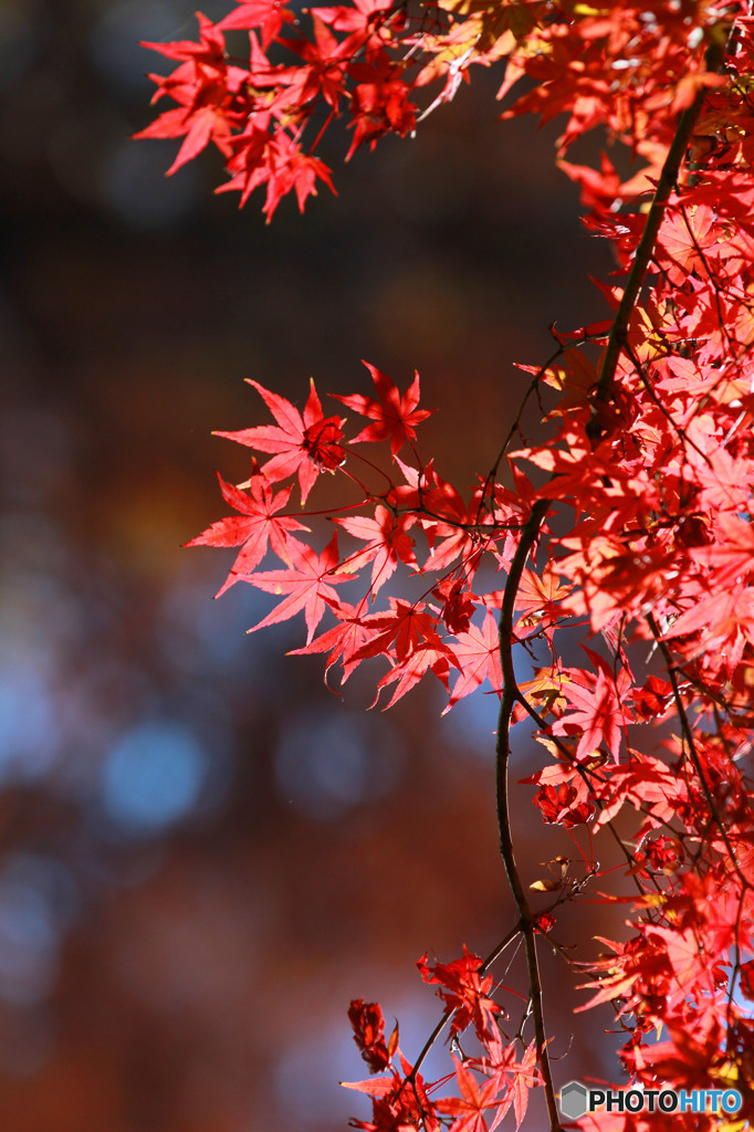 煌びやかな紅葉!