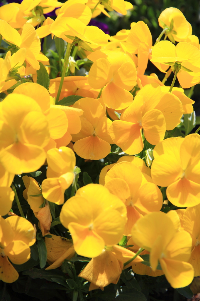 イエローサブマリン