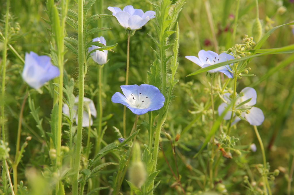 乾いた風に吹かれて!