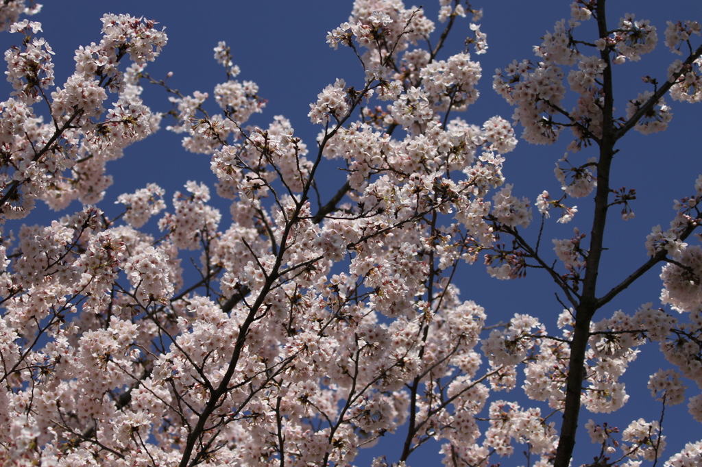 SAKURA SAKURA!