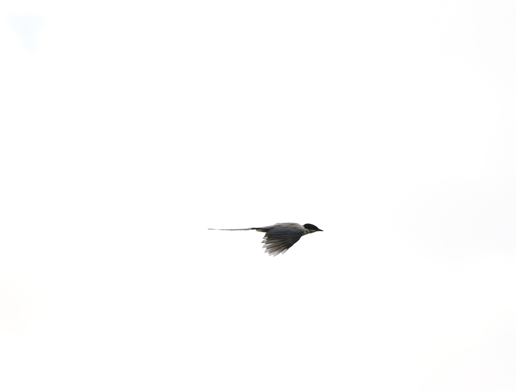 飛んでるぜぃ