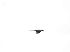 飛んでるぜぃ