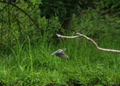 飛び　飛び