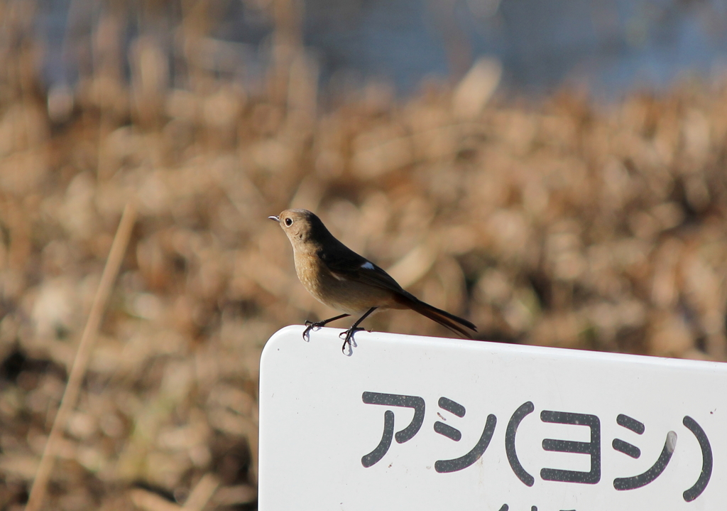 ちょこっと　ジョビコさん参上!