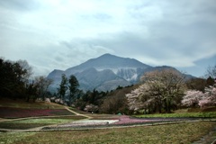 あの花聖地巡礼　羊山公園芝桜の丘!
