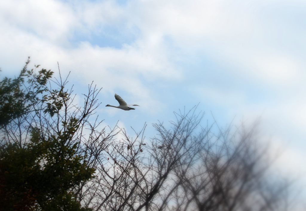 白鳥の羽ばたき!