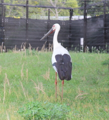 コウノトリさん