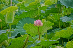 ローズの芽生え2
