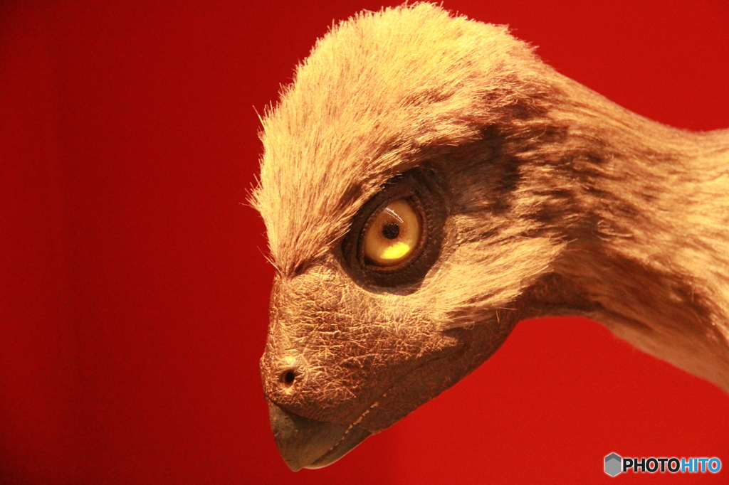 恐竜博2016クリンダドロメウス