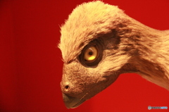 恐竜博2016クリンダドロメウス