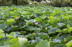M公園