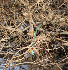 ダブルで飛び込み