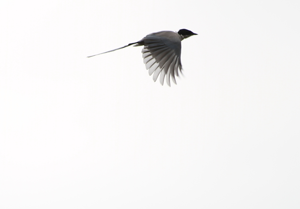 上空30m