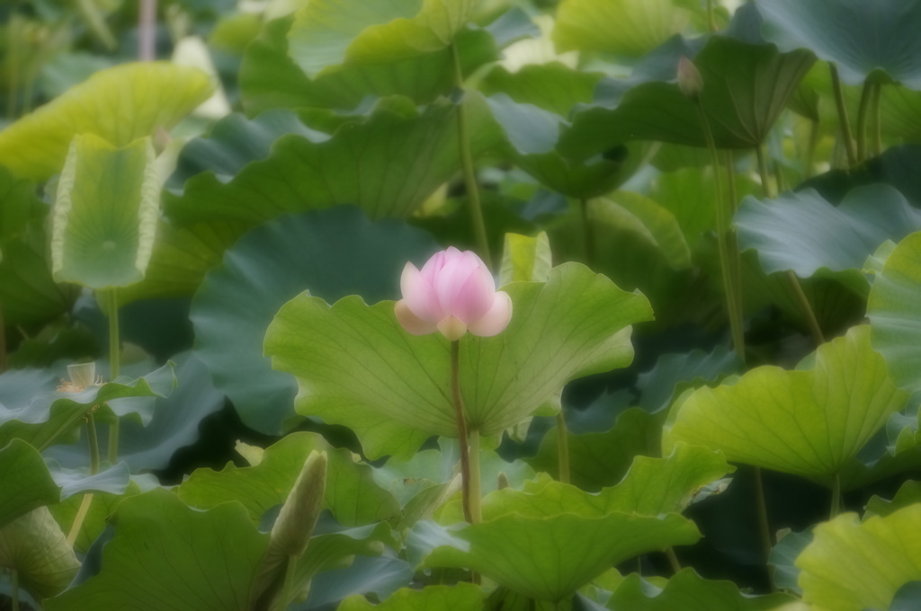 ロ－ズの芽生え