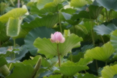 ロ－ズの芽生え