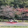 みどり