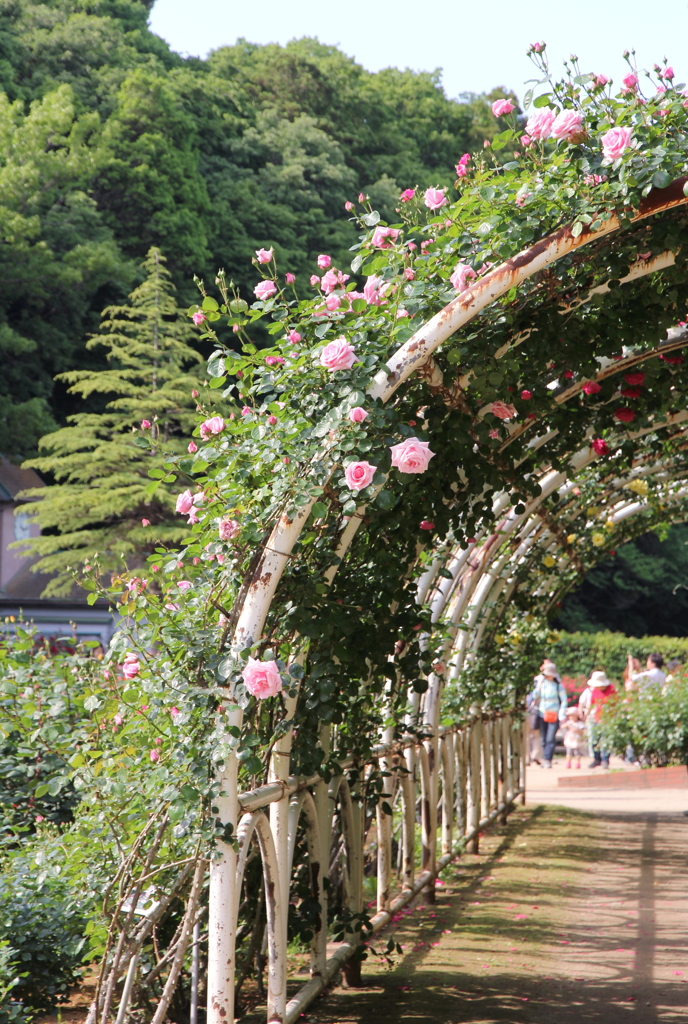 薔薇園