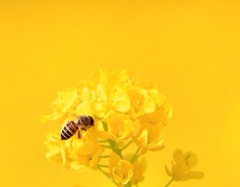 いえろー・イエロー・Yellow