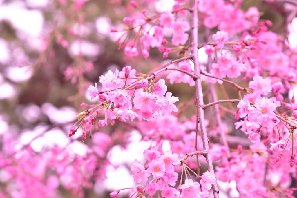 夙川　桜祭り②