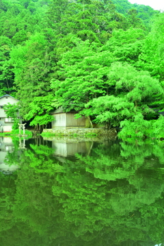 新緑金鱗湖②