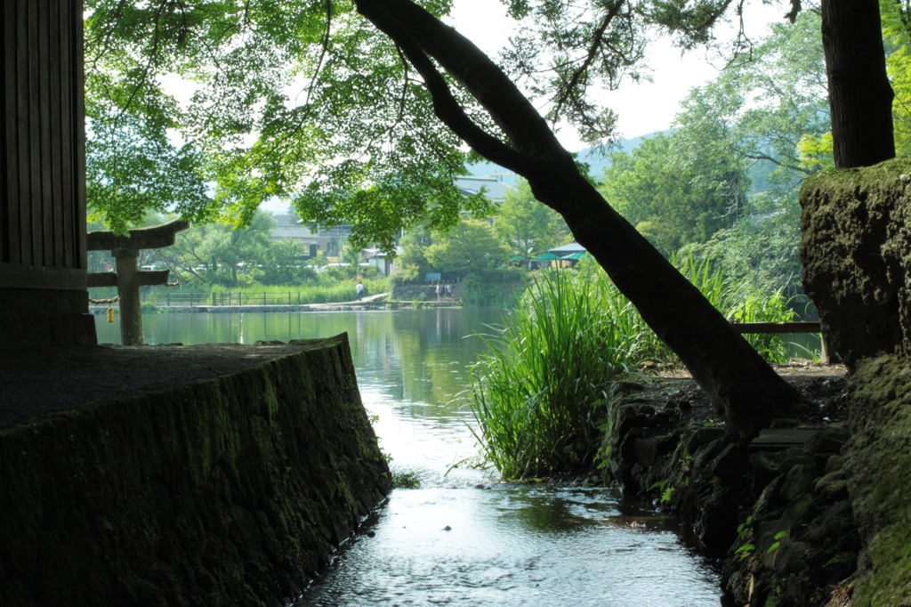 金鱗湖④
