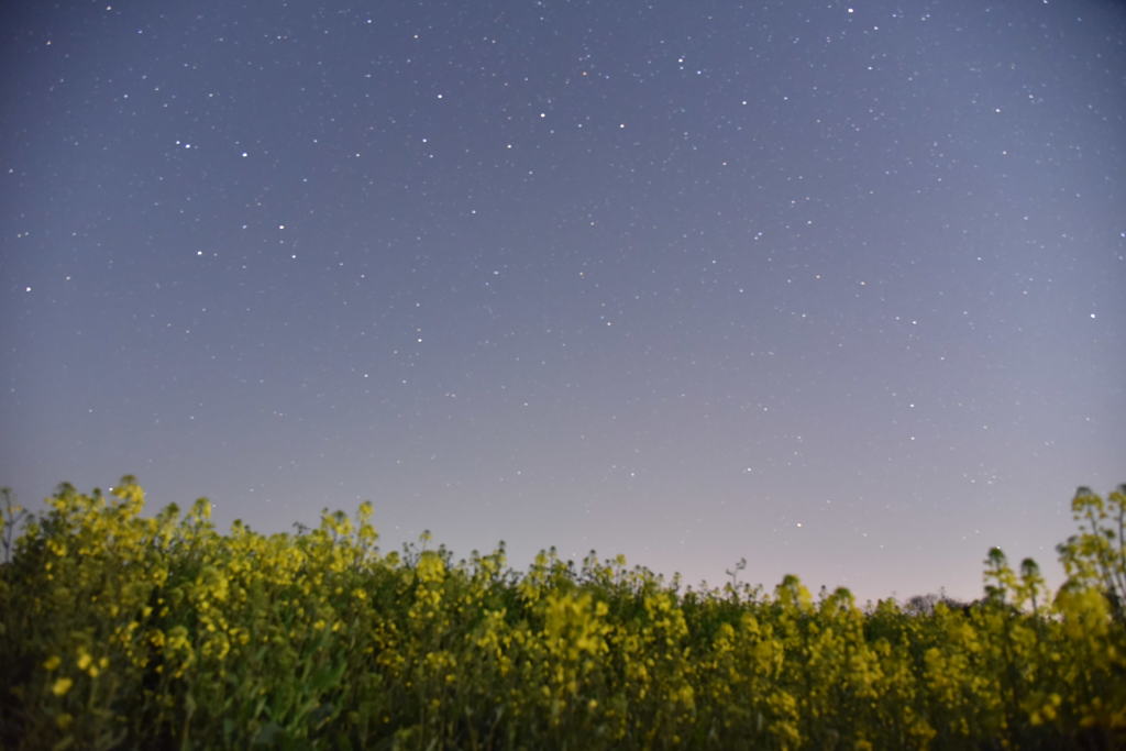 星空の下の菜の花畑⑤