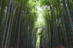嵐山　竹林②