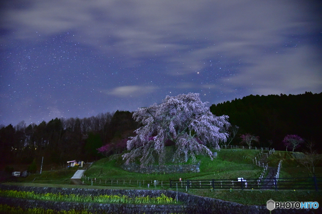 咲き誇る桜①