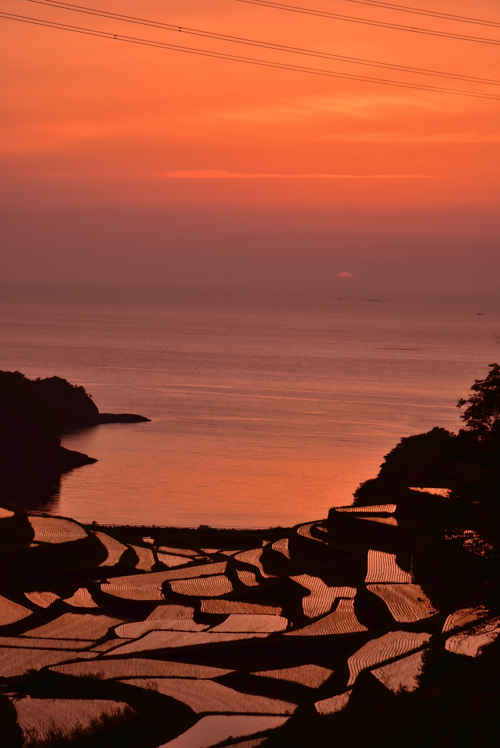 浜野浦の棚田④