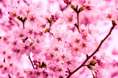 桜満開