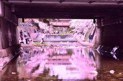 夙川　桜祭り①