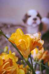愛犬に咲く花