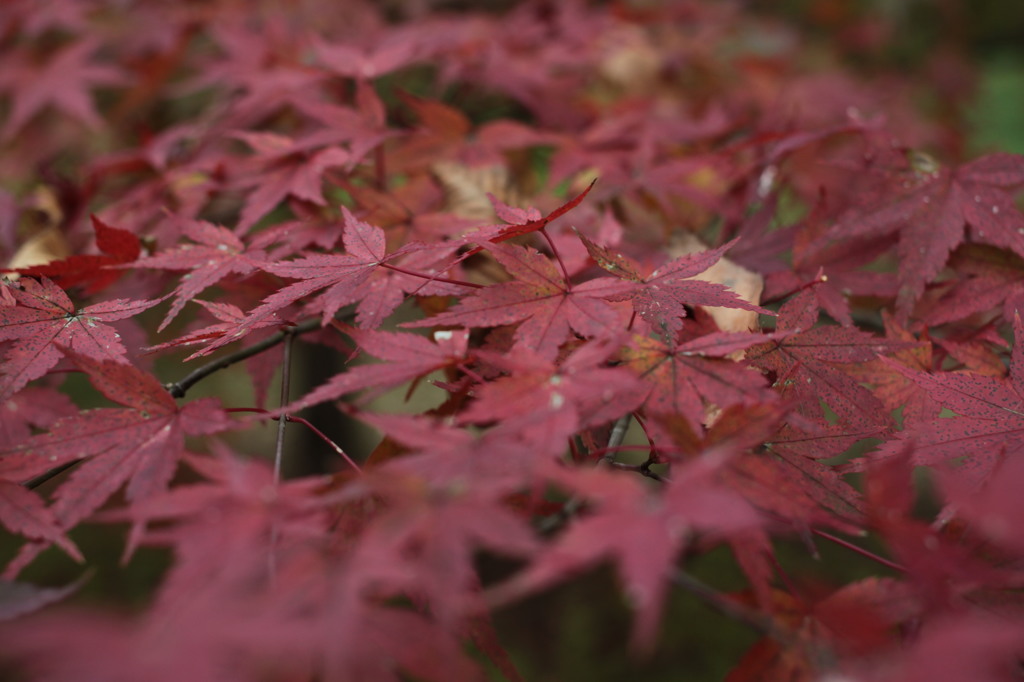 紅葉②