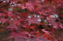 紅葉①
