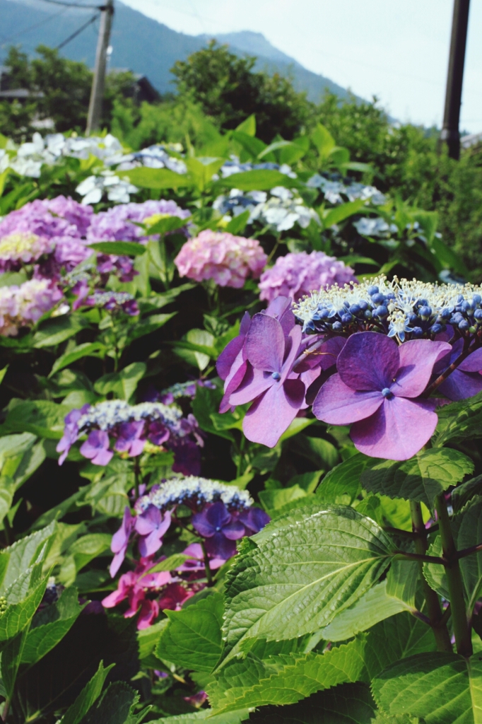 紫陽花