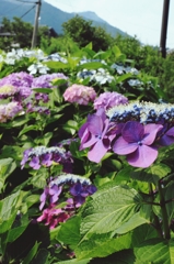 紫陽花