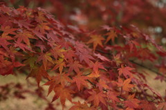 紅葉④