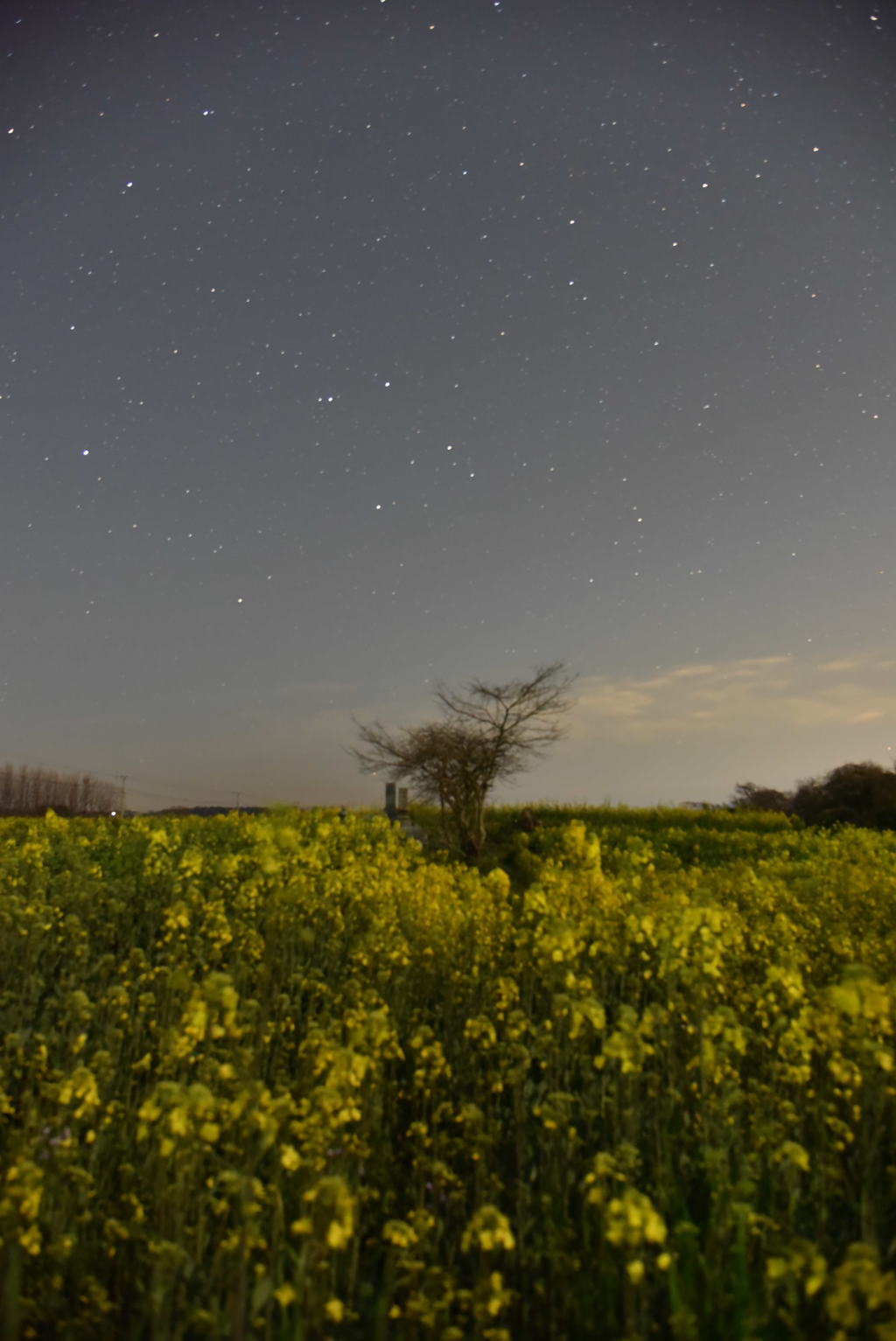 星空の下の菜の花畑①