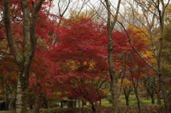 紅葉③