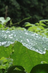 雨露