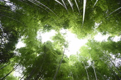 嵐山　竹林①