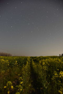 星空の下の菜の花畑④