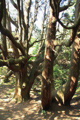 高森殿の杉