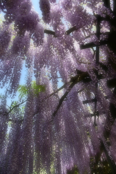 大町藤公園⑤