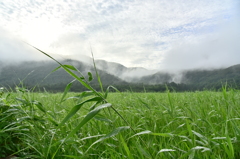 朝霧