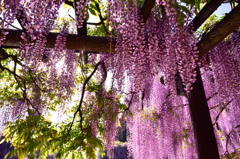 大町藤公園③