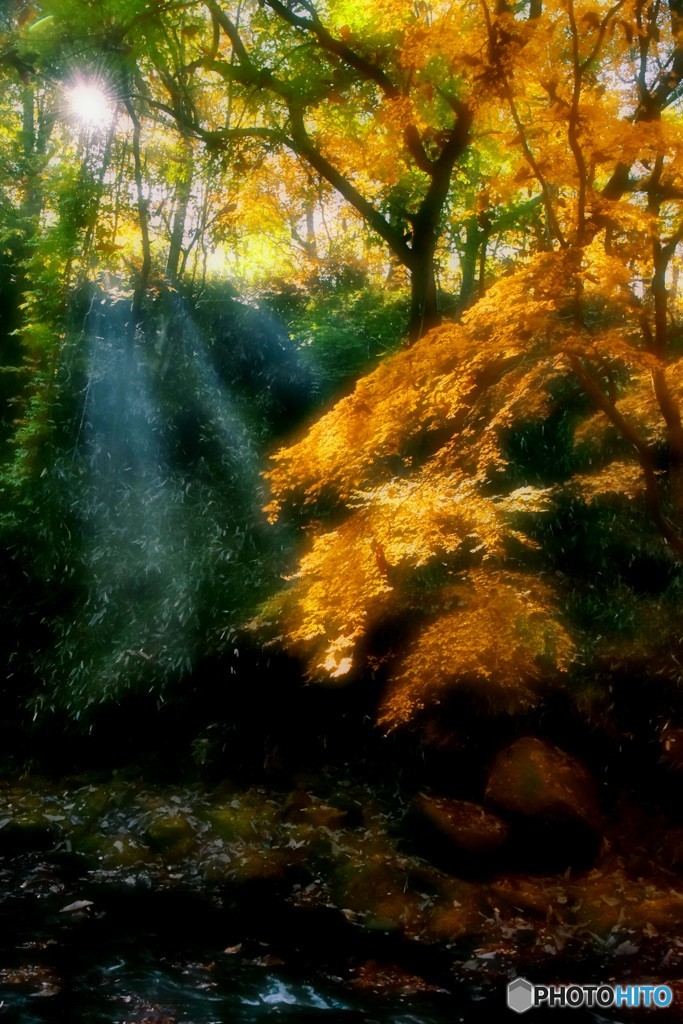 色づき始めた紅葉に射し込む光②