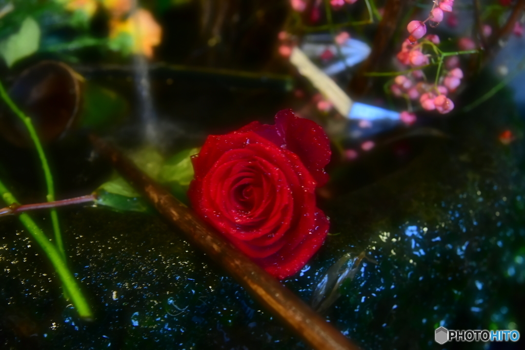 美しさ感じる花